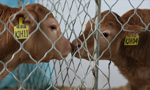 Chinese firm aims to build ‘world’s largest cloning factory’